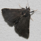 Sordid Bomolocha Moth #8448