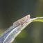 Unknown Leafhopper