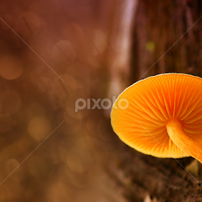 by Ruri Irawan - Nature Up Close Mushrooms & Fungi