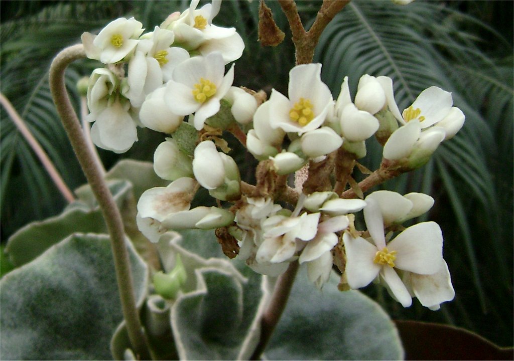 Fuzzy Leaf Begonia