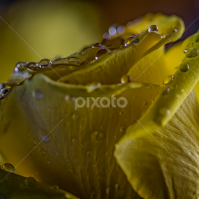 Yellow Magic by Nasser Osman - Nature Up Close Other plants