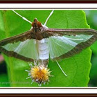 Silver grass moth 