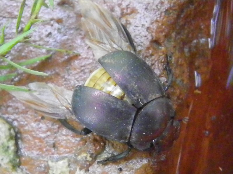 Plum Dung Beetle