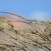 The Indian house sparrow