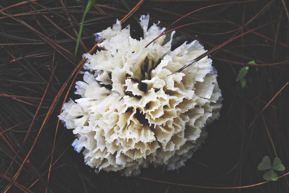 Crested coral