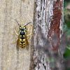 English Wasp