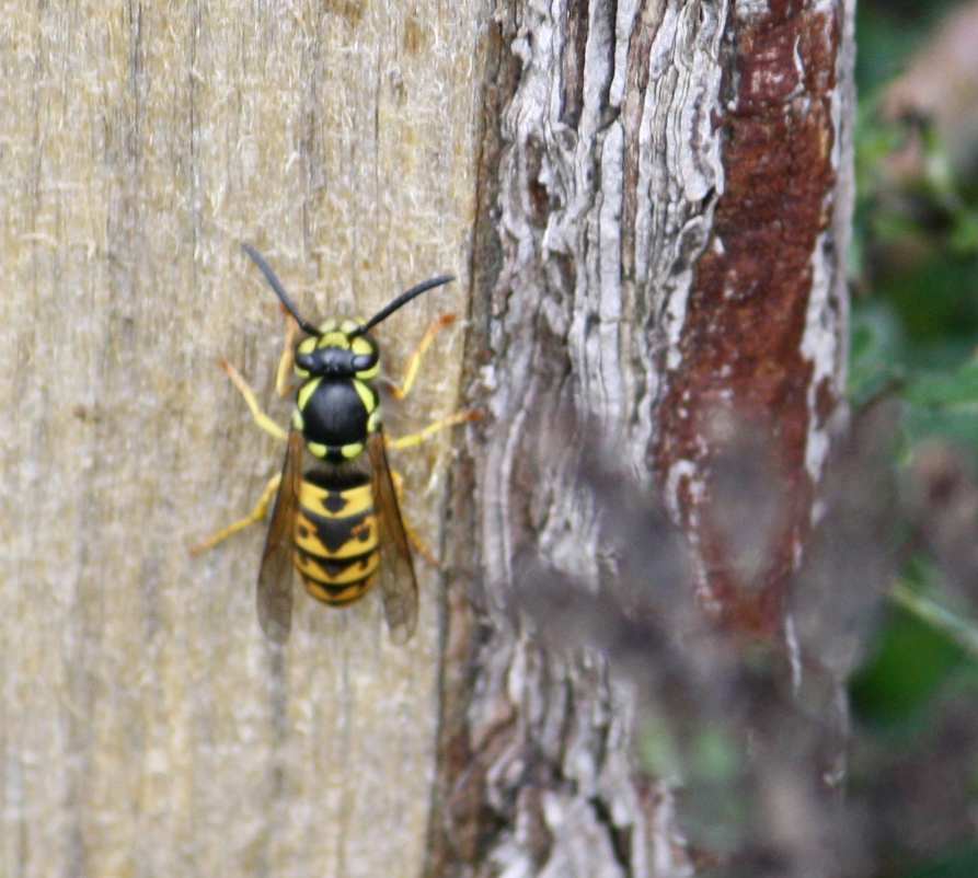 English Wasp