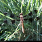 Common Whitetail dragonfly (female)