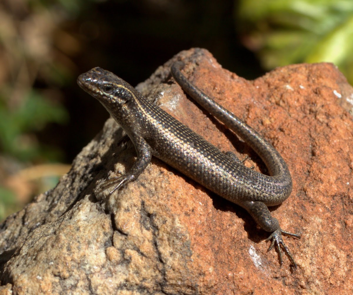 Speckled Rock Skink (Scincidae)