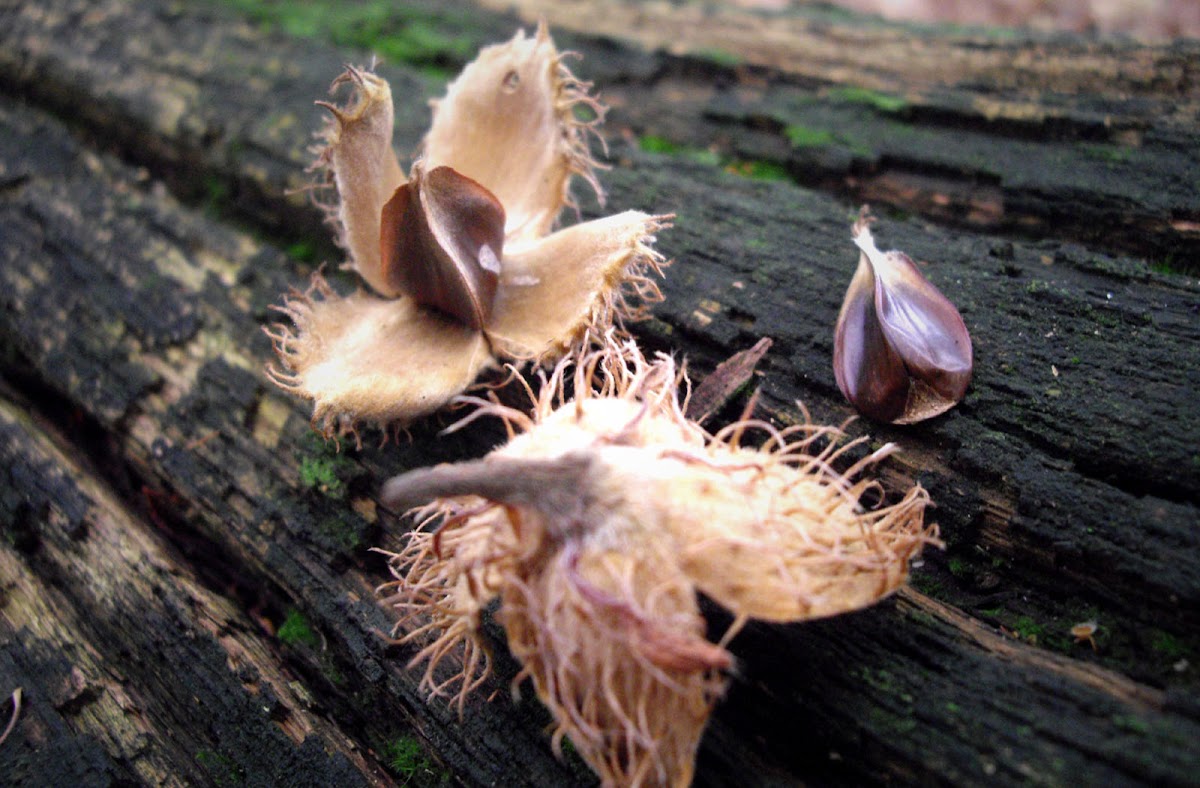 Beechnuts Project Noah