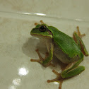 Japanese treefrog