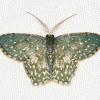 green Geometrid Moth