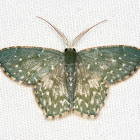 green Geometrid Moth