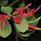 Acacia Strap Flower
