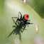 Red-backed Jumping Spider
