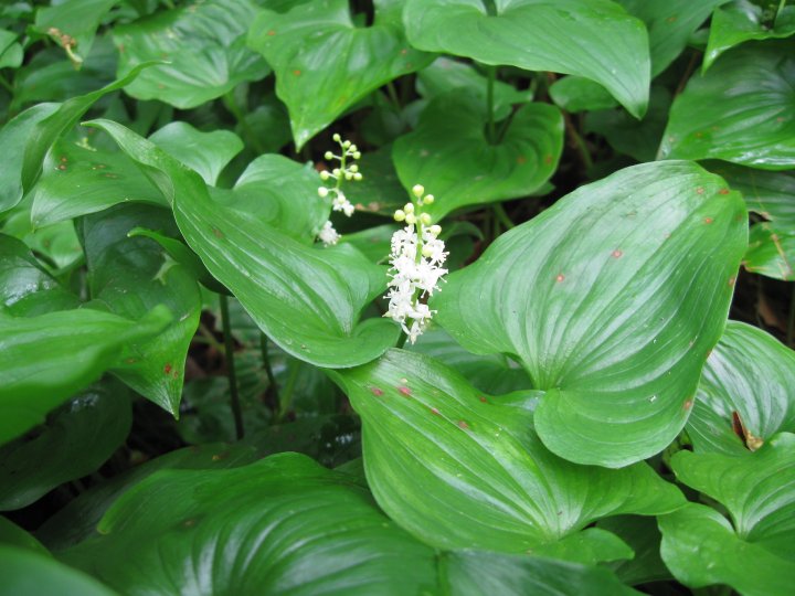 False Lily-of-theValley / May Lily