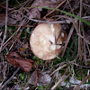 WhiteTop Mushroom