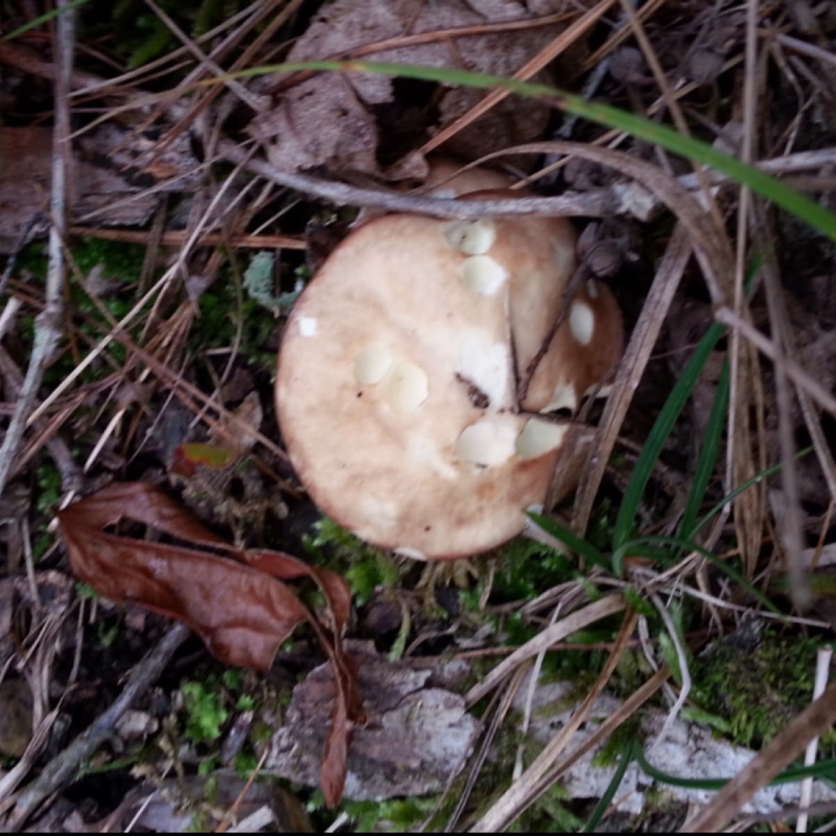 WhiteTop Mushroom