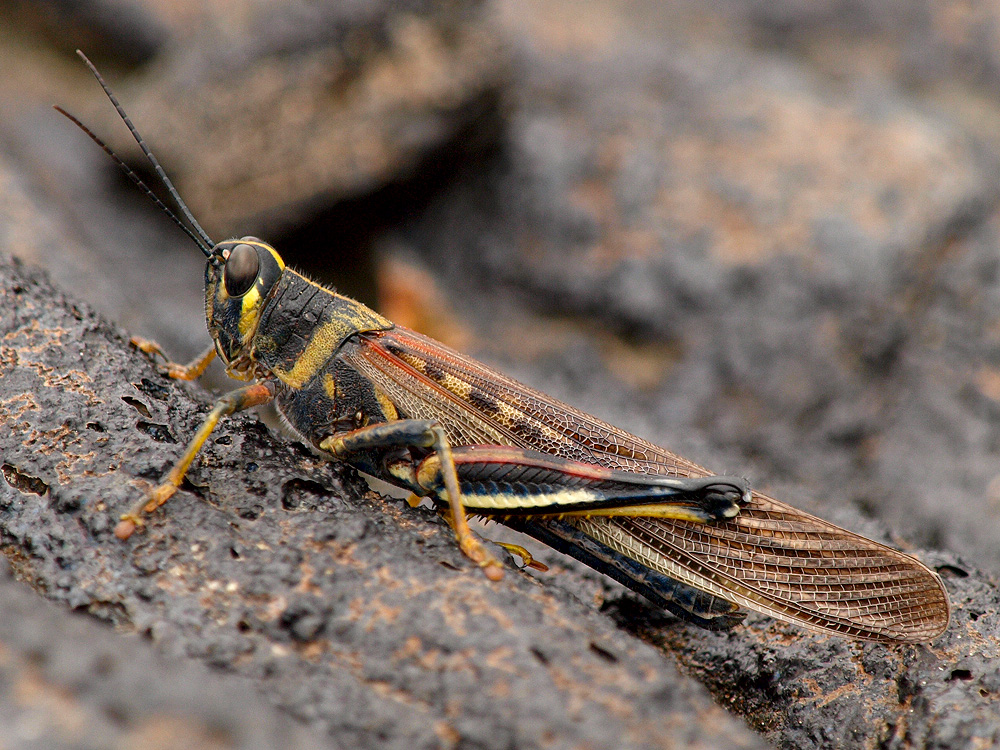 Saltamontes de Galápagos (Large Painted Locust)