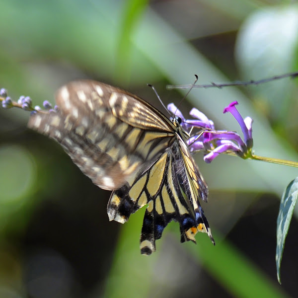 Chinese Yellow Swallowtail | Project Noah