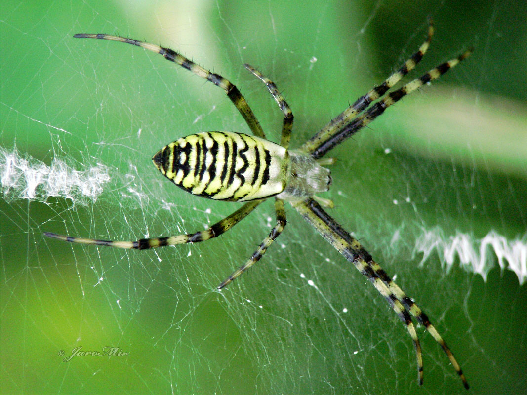 Wasp spider (female), Tygrzyk paskowany (samica)