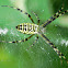 Wasp spider (female), Tygrzyk paskowany (samica)