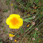 California Poppy