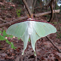 oomizuao - Asian Luna Moth