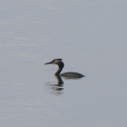 Great Crested Grebe