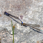 Springwater Dancer (Male and Female)