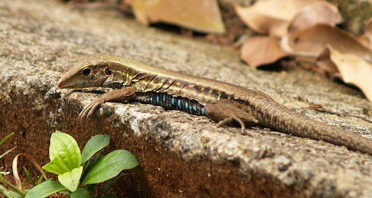 A golden-colored lizard on Dominica.