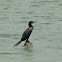  Little Cormorant 