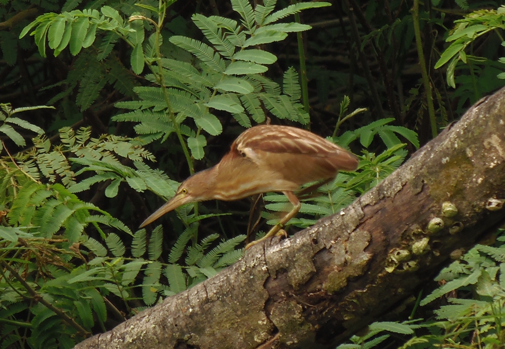 Cinnamon Bittern