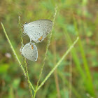 Eastern-tailed blue