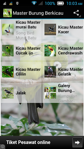 Master Kicau Burung