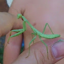 Praying mantis