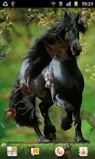 Horse Pictures Live Wallpaper