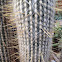 Cottonball Cactus