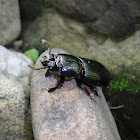 Jerusalem beetle