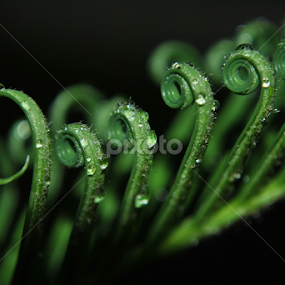 Hoja Naciente de Palma by Sergio Yorick - Nature Up Close Leaves & Grasses
