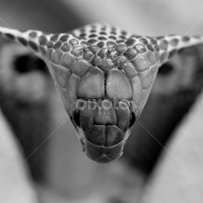 Beauty in Black and White by Suhaas Premkumar - Black & White Animals