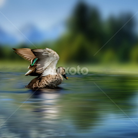 DUCK by Raj Nandi - Animals Birds