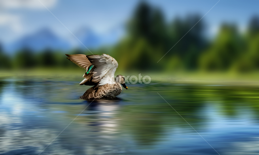 DUCK by Raj Nandi - Animals Birds