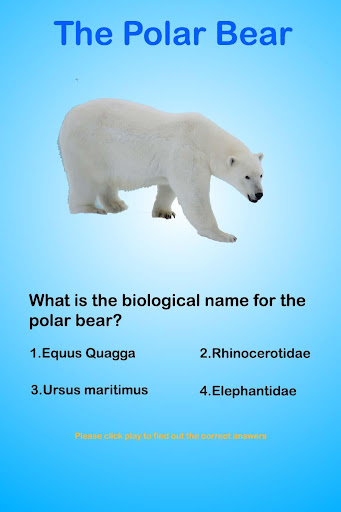 Polar Bear Questions Answers