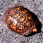 Woodlands Box Turtle