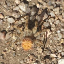 I think this is some type of orb weaver.