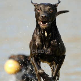 lava by Oniram Reivar - Animals - Dogs Playing