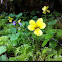 Twoflower violet or Yellow Woods Violet