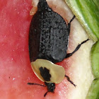 American Carrion Beetle