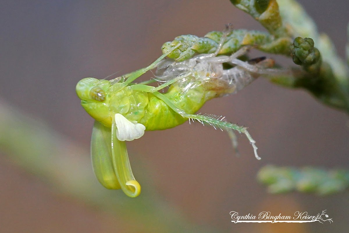 Tamarix Leafhopper (Eclosing)